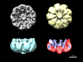 HDAC6-assembly_nonamer_3Dview