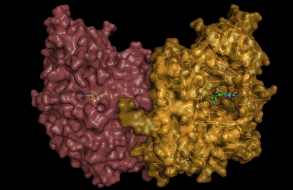 Crystal structure of human glutamate carboxypeptidase II dimer