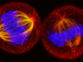 Dividing_cells