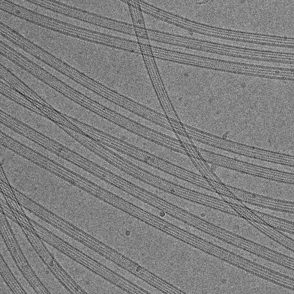 MTs_cryoEM