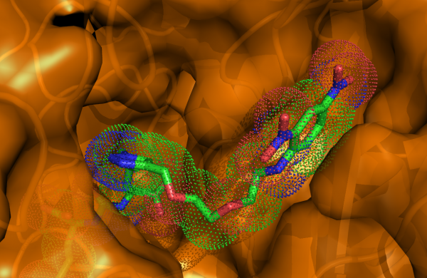 Close-up of antibody-recruiting molecule (stick representation with dotted surface) bound to the GCPII